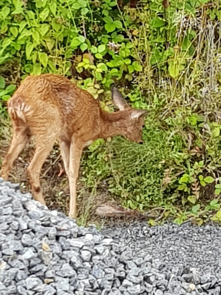 Friendly visitor