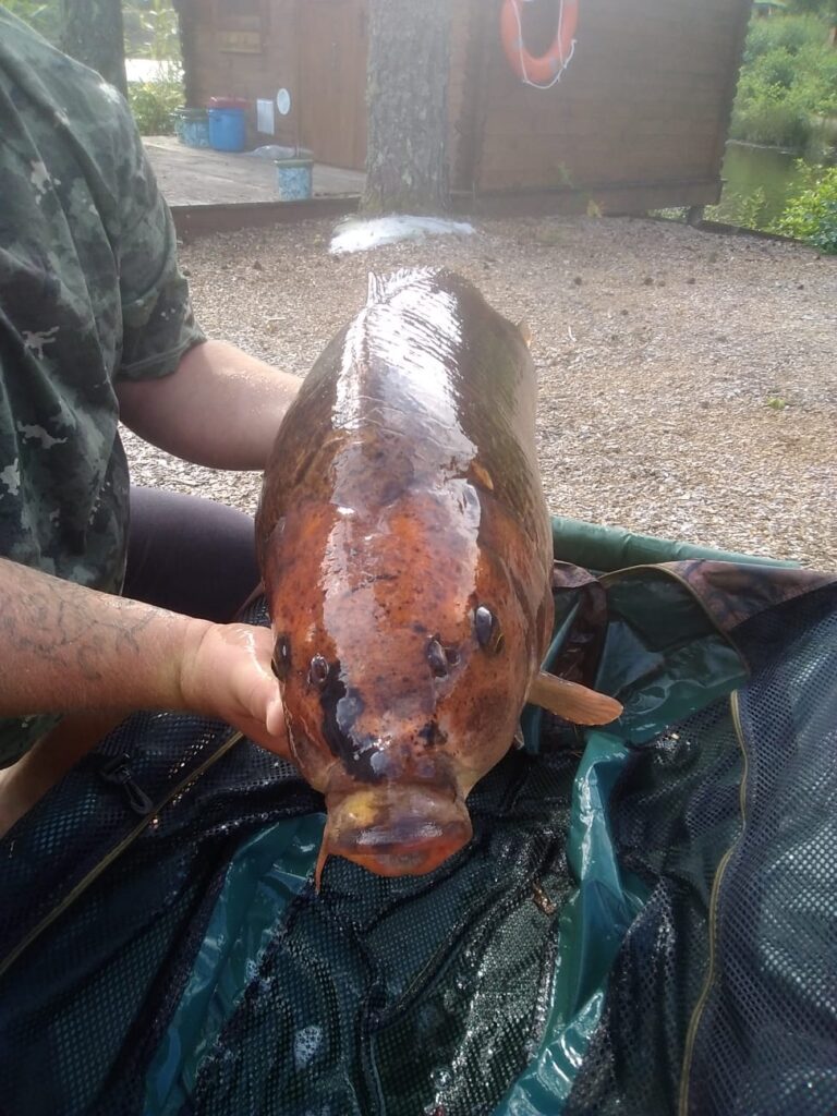 Head shot of the Koi Common