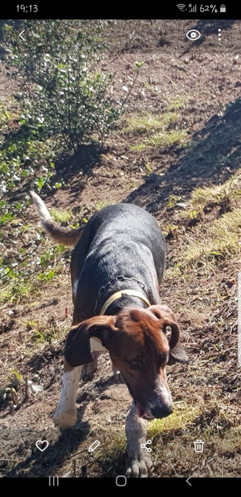 Visit from one of the hunt dogs